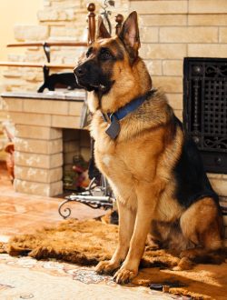 best protection dogs best protection dogs
