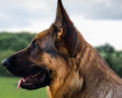 personal protection dogs personal protection dogs